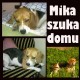 Zobacz og�oszenie