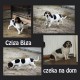 Zobacz og�oszenie