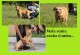 Zobacz og�oszenie