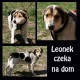 Zobacz og�oszenie