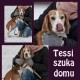 Zobacz og�oszenie